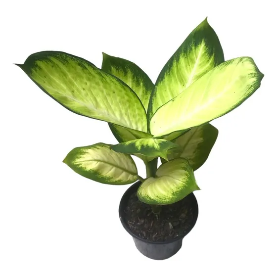 Planta Muda Comigo Ninguem Pode Tira Mal Olhado Bem Embalada
