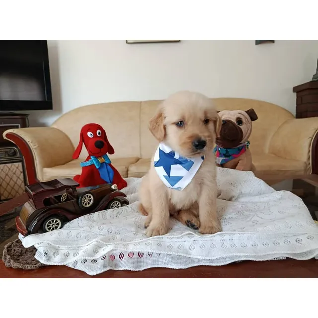 Cachorros Golden Retriver