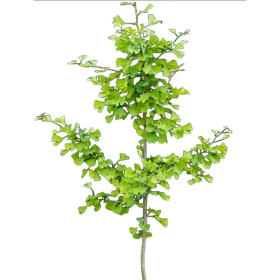 Ginkgo Biloba Arbol Sagrado De Los 40 Escudos 2m - Nat Act