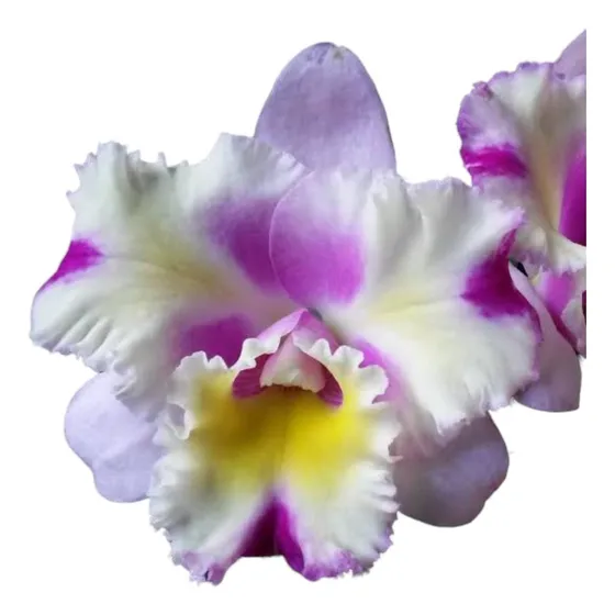 1 Mudajovem De Orquidea  Blc  Nobiles Flash Rosa  Promoção!!