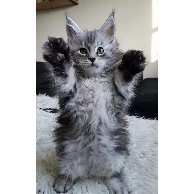 Gatos Maine Coon Con Certificado Tica Medellín Bogotá Cali