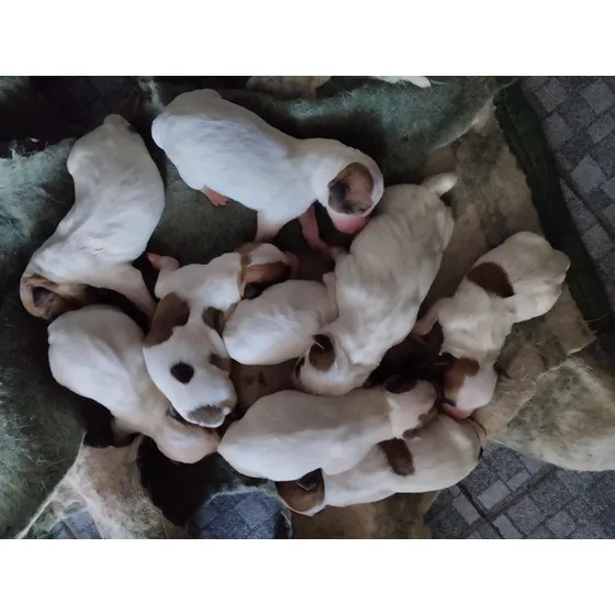 Cachorros Jack Russell Terrier Con Pedigree Fca
