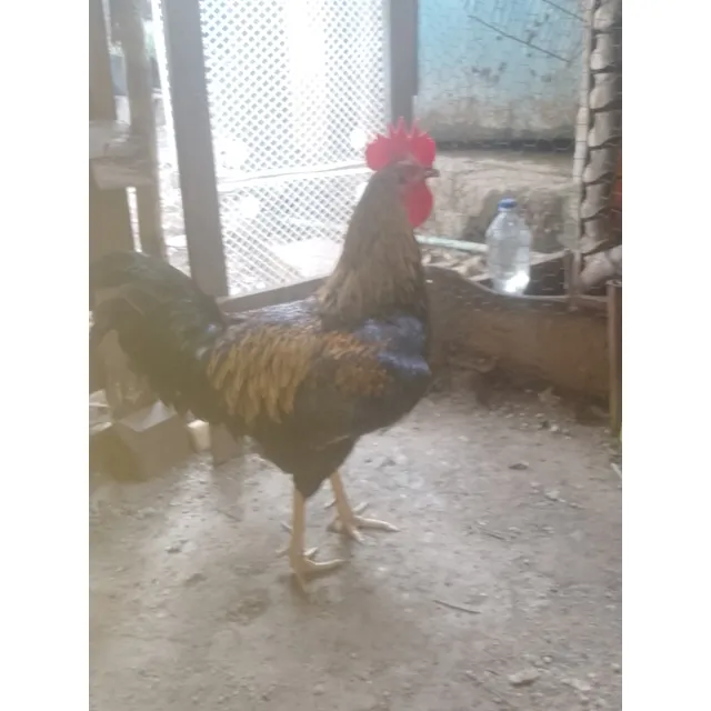 Gallos