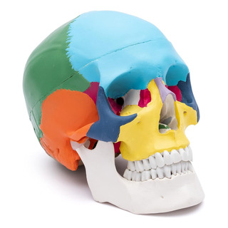 Modelo Cráneo Humano Tamaño Real Anatomía 1:1 Modelo Cráneo Humano Tamaño Real Anatomía 1:1