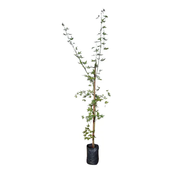 Arce Palmatum