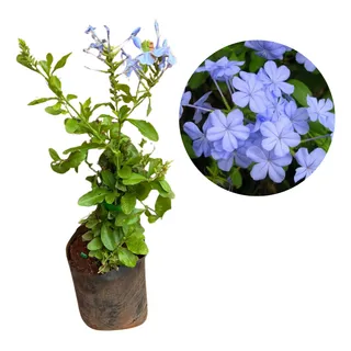 Linda Muda De Bela EmĂlia - Cor Azul - Plumbago Linda Muda De Bela EmĂlia - Cor Azul - Plumbago