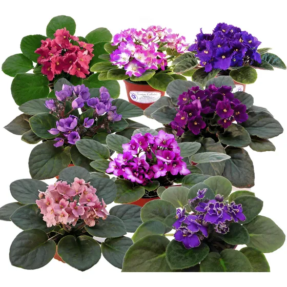 Planta Violeta Africana - Ideal Interior - Envíos