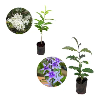 Kit Com 2 Mudas De Flor De SĂŁo Miguel - Branca + Roxa Kit Com 2 Mudas De Flor De SĂŁo Miguel - Branca + Roxa