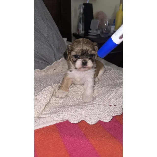 Cachorros Shihtzu Beige
