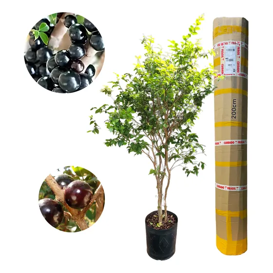 Muda De Jabuticaba Hibrida Produzindo 1,70m A 2,00m C/ 5anos