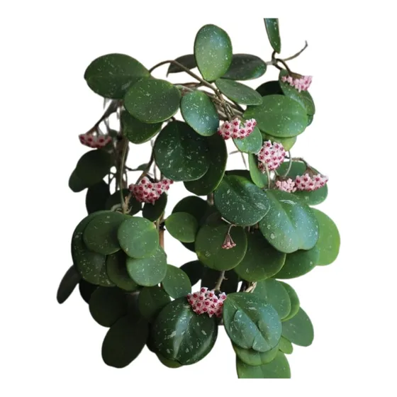 Hoya Obovata / Flor De Cera