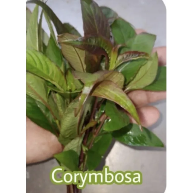 Planta Corimbosa Para Acuario De Bajo Requerimiento