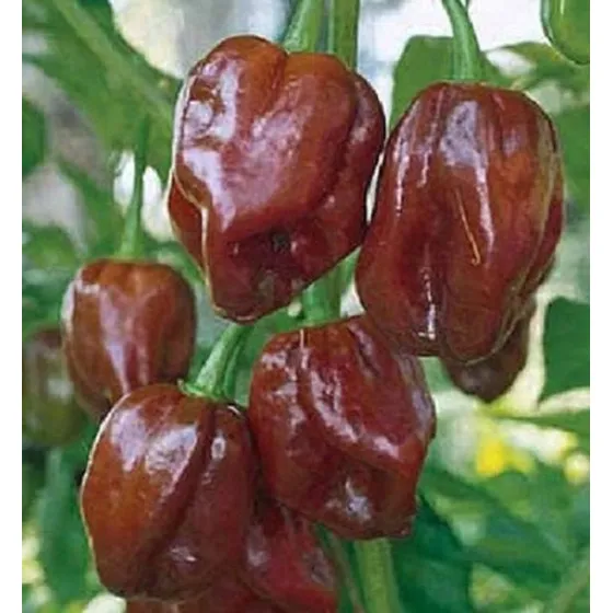 Semillas Habanero Chocolate