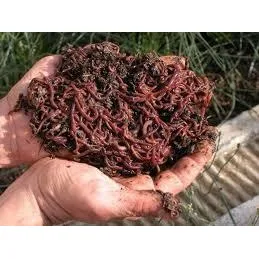 Lombriz Roja Californianas Inoculo 10 Vrd El Kg.