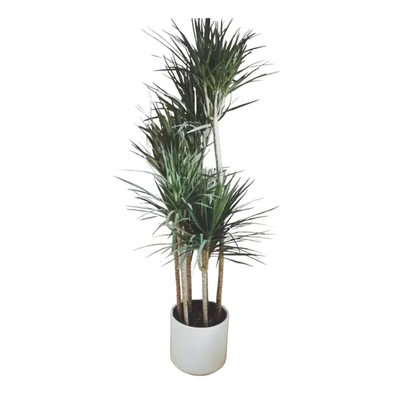 Palmera Dracena Marginata 15 Lts - Naturaleza Activa