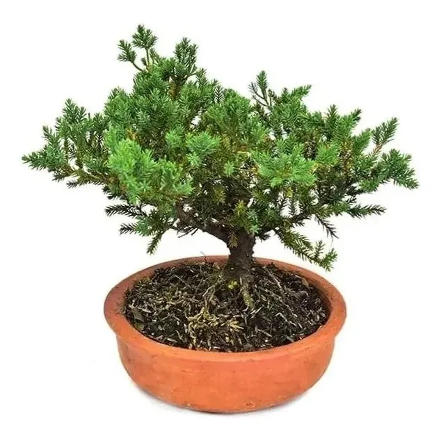 Semillas Pino Bonsai Cultivo Hogar Arbol Enano Planta