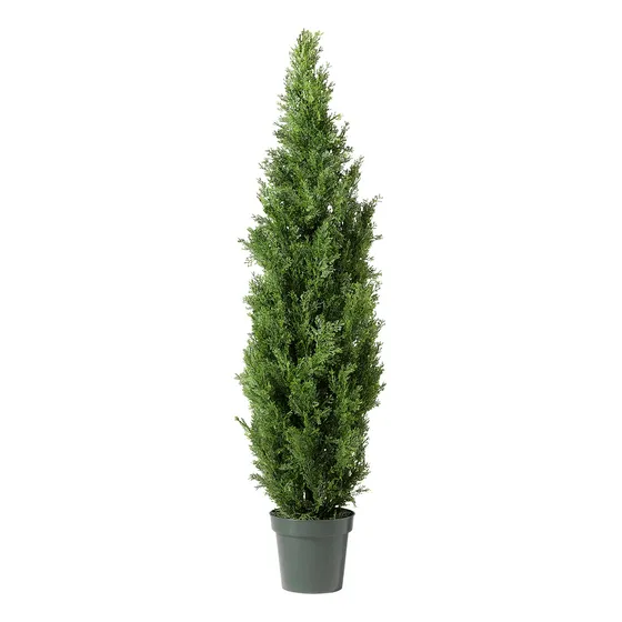 Ciprés Piramidal  ( Cupressus Sempervirens Stricta  Totum )