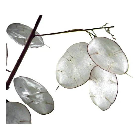 Sobre Para Sembrar 15 Plantas Lunaria Annua Monedas Del Papa