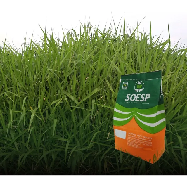 Semilla De Pasto Forraje Brachiara Brizantha Cv Marandu 2 Kg