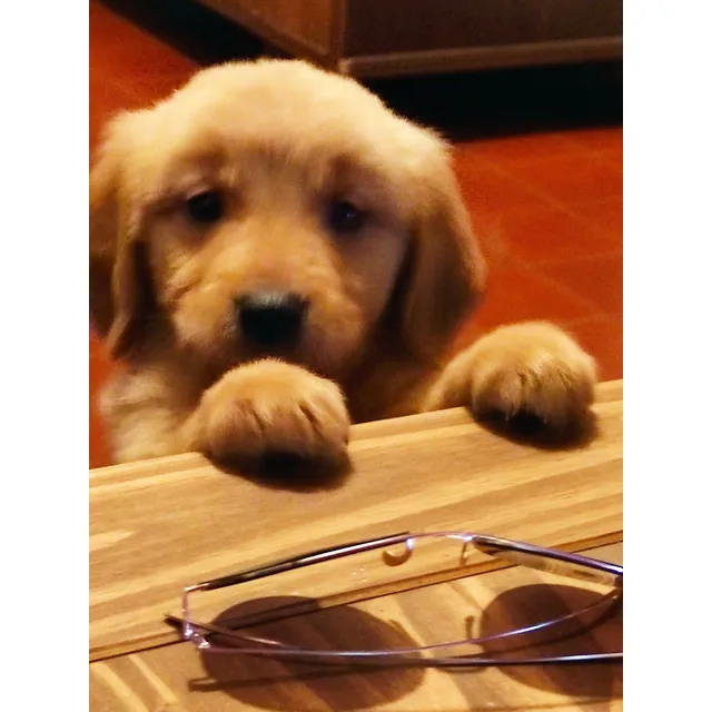 Cachorros Golden Retriever 100%puro. 
