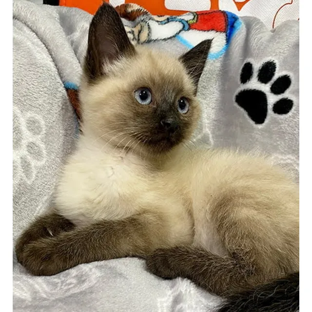 Gato Siamés De 2 Meses, Pelaje Largo, Sin Pedigree.