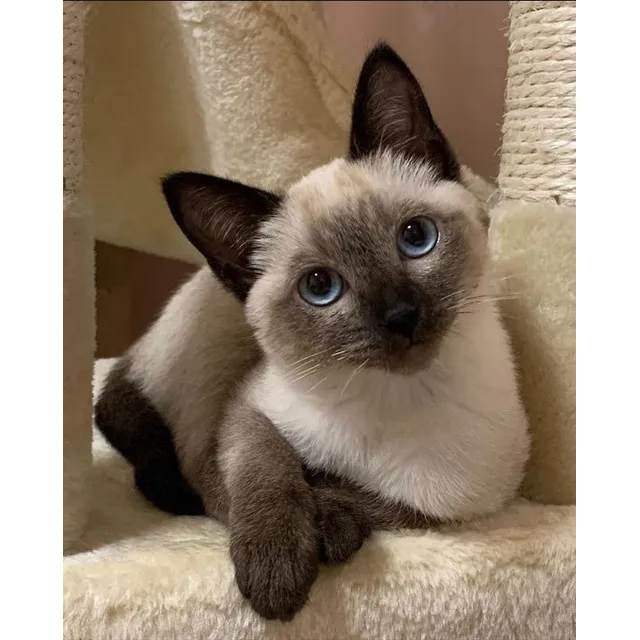 Preciosos Gatos Siamés Gatos Colombia Medellín Cat Cats