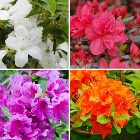 Semillas De Flor Azalea Rododendros Mix Colores