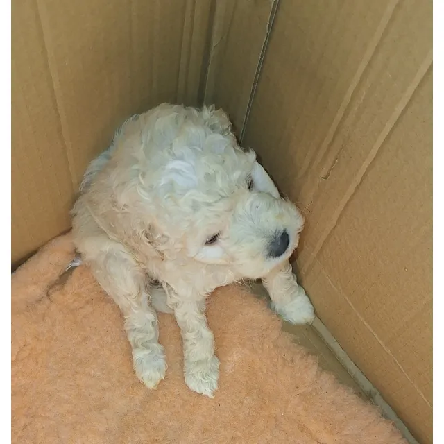 Perritos  Caniches Blancos