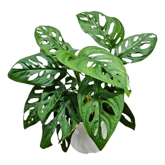 Muda Costela De Eva (monstera Adonsonii)