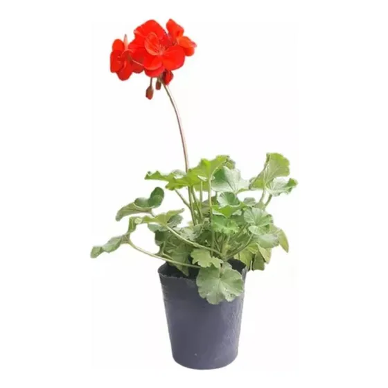 Planta Plantin Floral De Malvon, Para Jardines Y Parque!