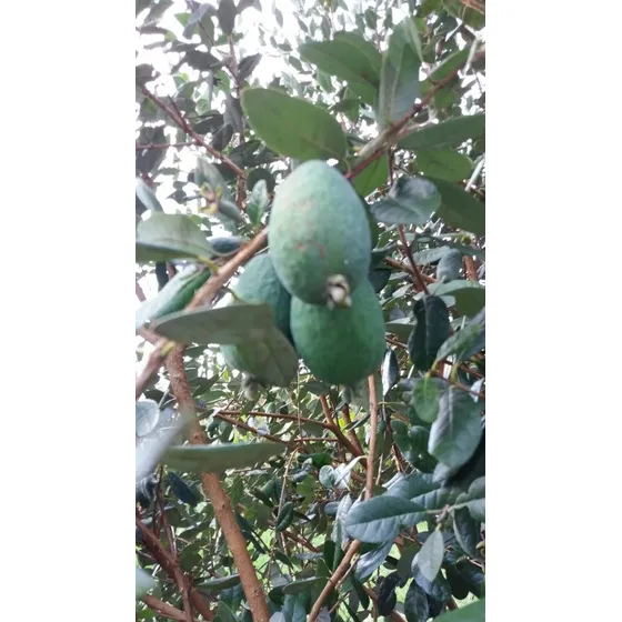 Semillas De Árbol Feijoa Fruto De Grandes Propiedades.