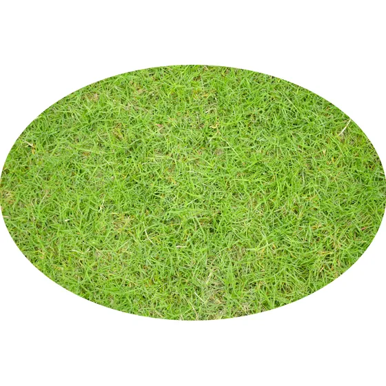 Cesped Natural, Gramilla, Cesped Bermuda, Maldonado