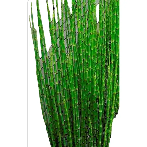 Equisetum, Cola De Caballo De 4 Lts. Naturaleza Activa