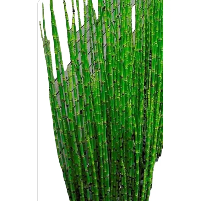Equisetum, Cola De Caballo De 4 Lts. Naturaleza Activa