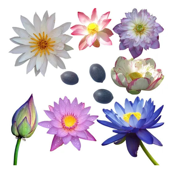 3 Sementes Flor De Lótus Nelumbo Nucifera Para Muda