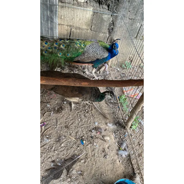 Pavo Real