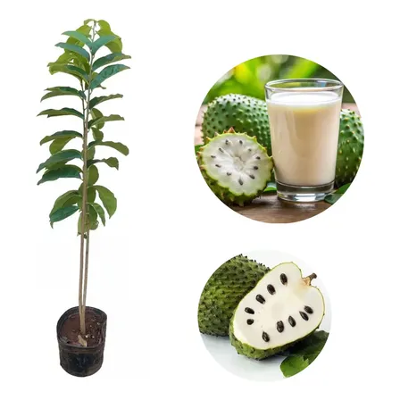 Muda De Graviola Gigante Legitima - Árvore Frutífera