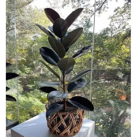 Árbol De Hule Negro (ficus Elastica) Más Semillas