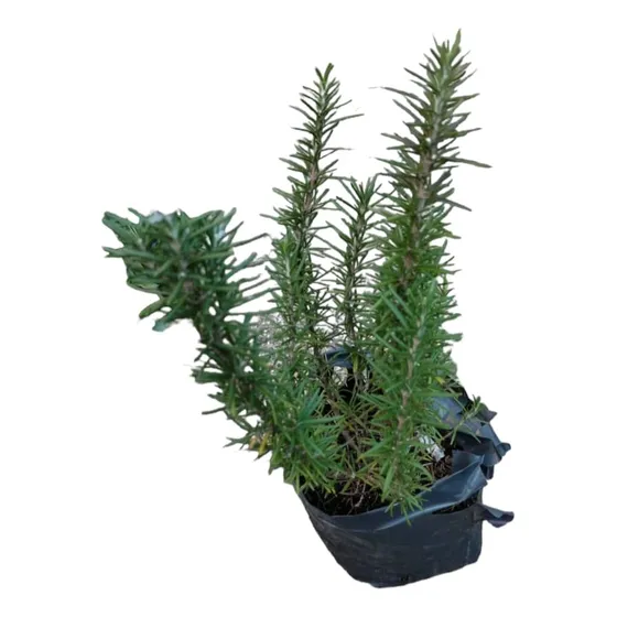 Romero Plantas Organico