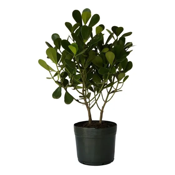 Clúsia Verde - Clusia Fluminensis Verde 70cm