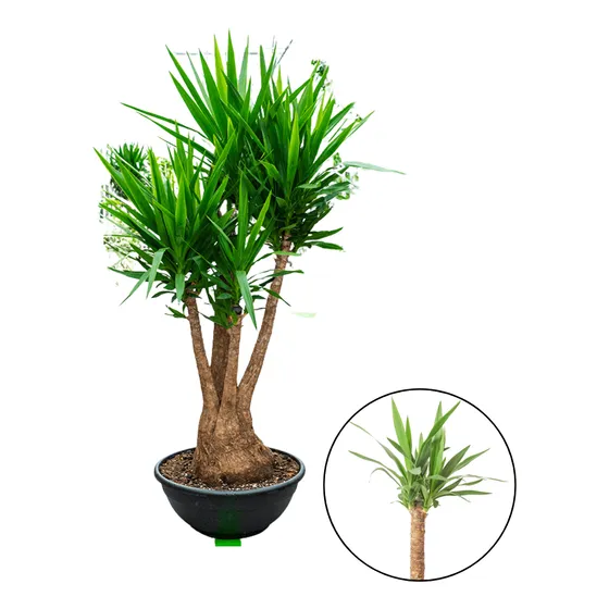 01 Muda De Yucca Elephantipes Estaca Fértil Sem Raiz