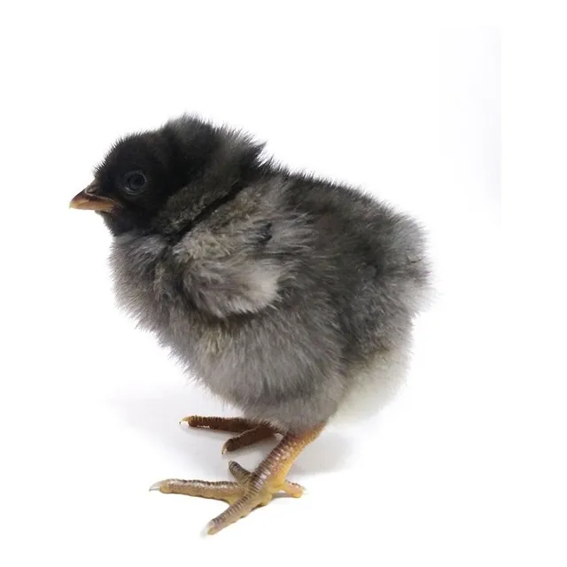 Pollitas Pollas Pollos Gallinas  De Huevos Azules Y Verdes 