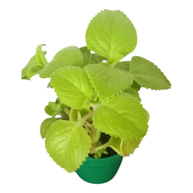 Plantas Aromaticas De Orégano Orejón