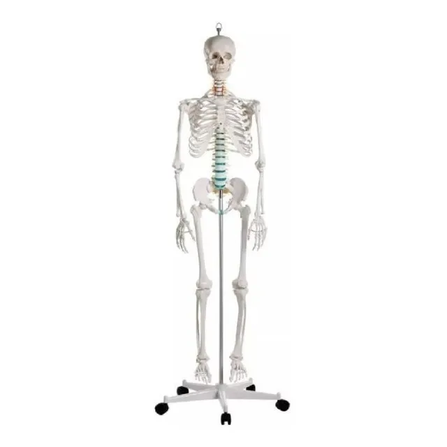 Modelo Anatomico Del Esqueleto Humano Tamaño Real 175cm