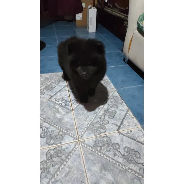 Leer Cachorro Chow Chow Listos Para Entregar