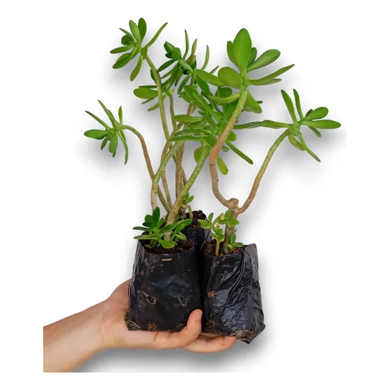 Kit Com 10 Mudas De Balsamo