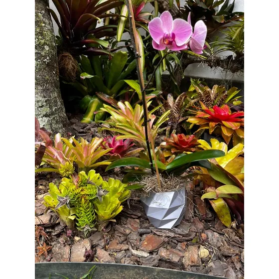 Porta Materos Floreros Grande Para Orquídeas Y Otras Plantas