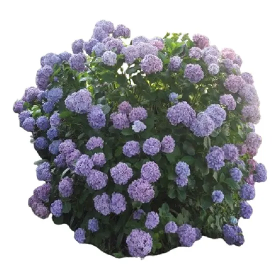 Hortensia Macrophylla Goliath Vivero Orgánico Cielo Verde