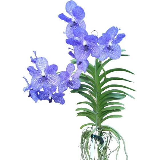 1 Muda Orquidea Vanda Azul Envio Imediato Promoção Blue