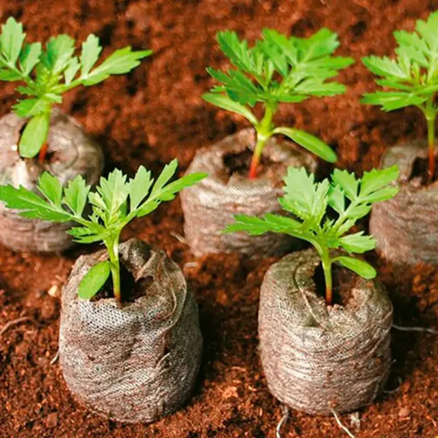 Jiffys 33mm, Germinadores De Semillas Pack De 10 Unds.